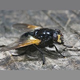 Orange-winged dung fly