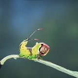 Puss Moth caterpillar