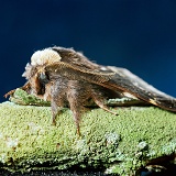 Male December Moth