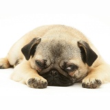 Fawn Pug bitch lying with chin on floor
