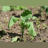Cabbage root fly damage