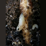 Cabbage Root Fly larvae