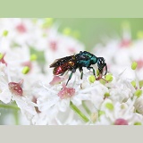 Ruby-tail Wasp feeding on hogweed