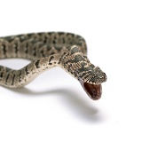 Egg-eating Snake about to regurgitate crushed eggshell