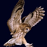 Tawny Owl alighting