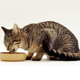 Tabby cat eating from a bowl