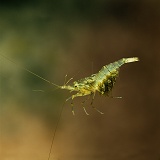 Common Prawn female with eggs