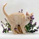 Cat rubbing on flowering catmint