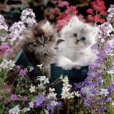 Fluffy kittens in watering cans and flowers