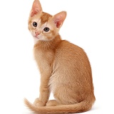 Ginger kitten, sitting