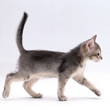 Kitten walking
