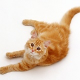 Fluffy ginger female cat