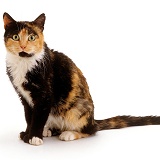 Undernourished tortoiseshell cat