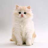 Longhair Cameo kitten, 6 weeks old