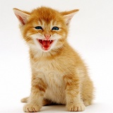 Ginger kitten miaowing