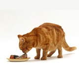 Ginger cat eating fish from a dish