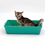 Kitten urinating in a litter tray
