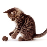 Tabby kitten playing with toy mouse