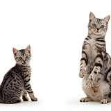 Silver tabby British shorthair cat and kitten