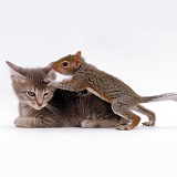 Grey kitten interacting with baby Grey Squirrel