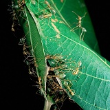 Green Tree Ants making a nest