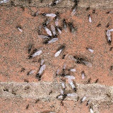 Garden Black Ant winged males and females