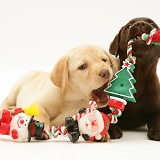 Retriever pups chewing Xmas decorations