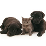 Black Labrador pups with grey kitten
