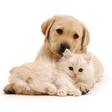 Yellow Labrador Retriever pup with fluffy cream kitten