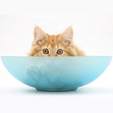 Ginger Maine Coon kitten hiding in a blue glass bowl
