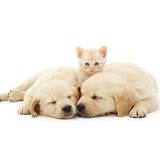 Two sleepy Golden Retriever pups with cream kitten