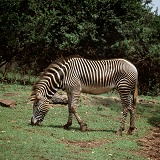 Grevy's Zebra