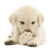 Retriever-cross pup with a hamster