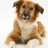 Border Collie lying, head up