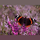 Red Admiral on heather