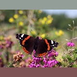 Red Admiral on heather