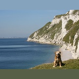Dog with coastal chalk cliff view