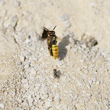 Bee-killer Wasp and parasitic fly