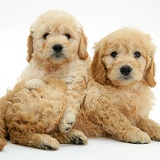 Miniature Goldendoodle pups, 7 weeks old