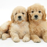 Miniature Goldendoodle pups, 7 weeks old