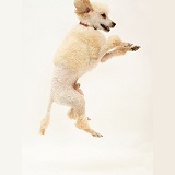 Apricot Poodle leaping