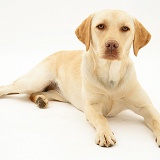 Yellow Labrador Retriever