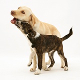 Yellow Labrador Retriever playing with Border Collie pup