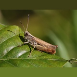 Rufous Grasshopper
