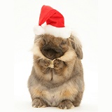 Lionhead rabbit with Santa hat on, washing itself