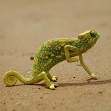 Graceful Chameleon
