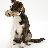 Puppy wearing a muzzle