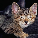 Tabby kitten asleep