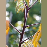 Autumnal Sumac plant