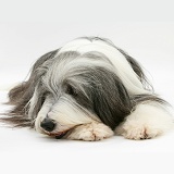 Bearded Collie lying with chin on paws